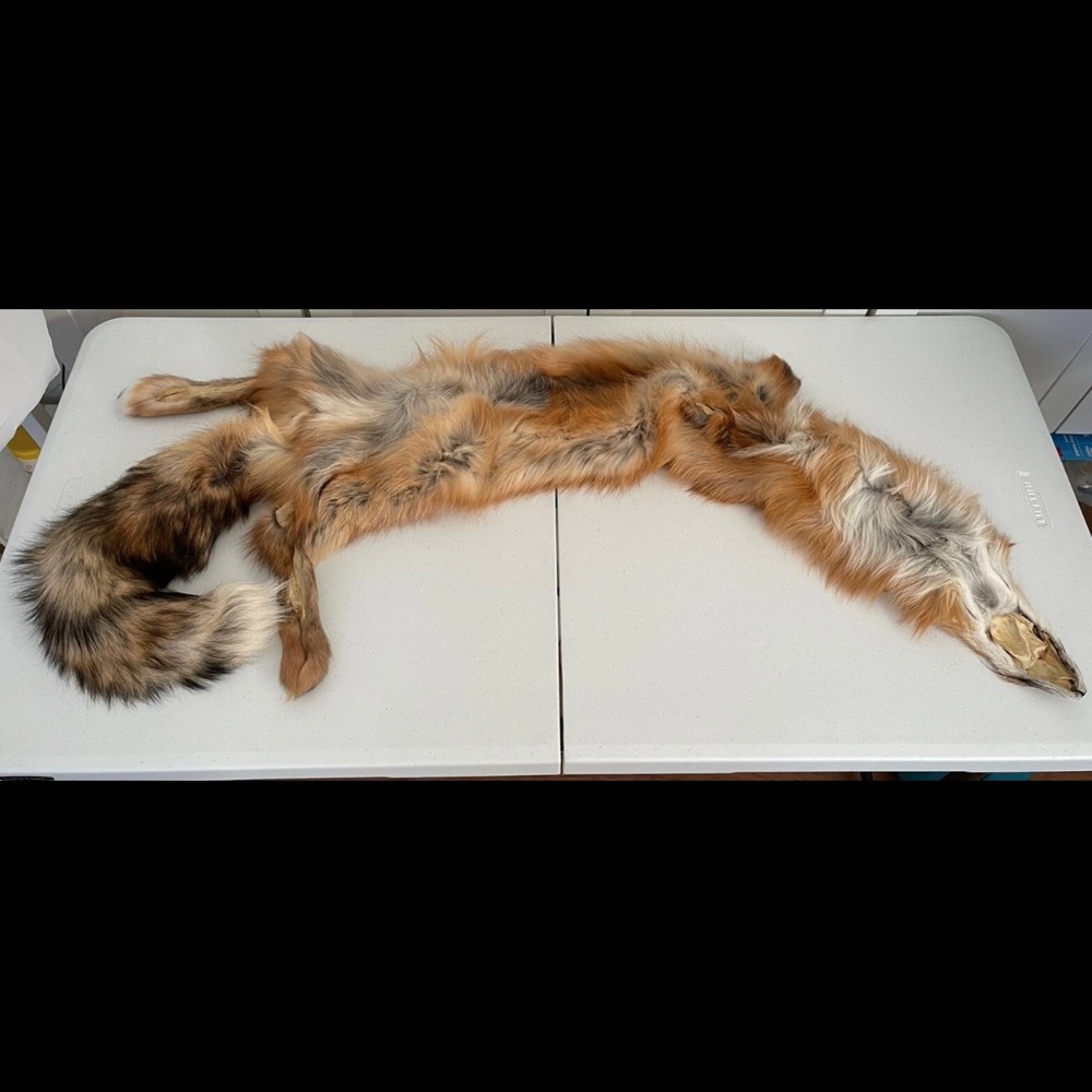 Real Red Fox Fur Pelt Hide Stole Scarf Log Cabin Decor Crafts Art Wall Hanging! - Picture 10 of 15